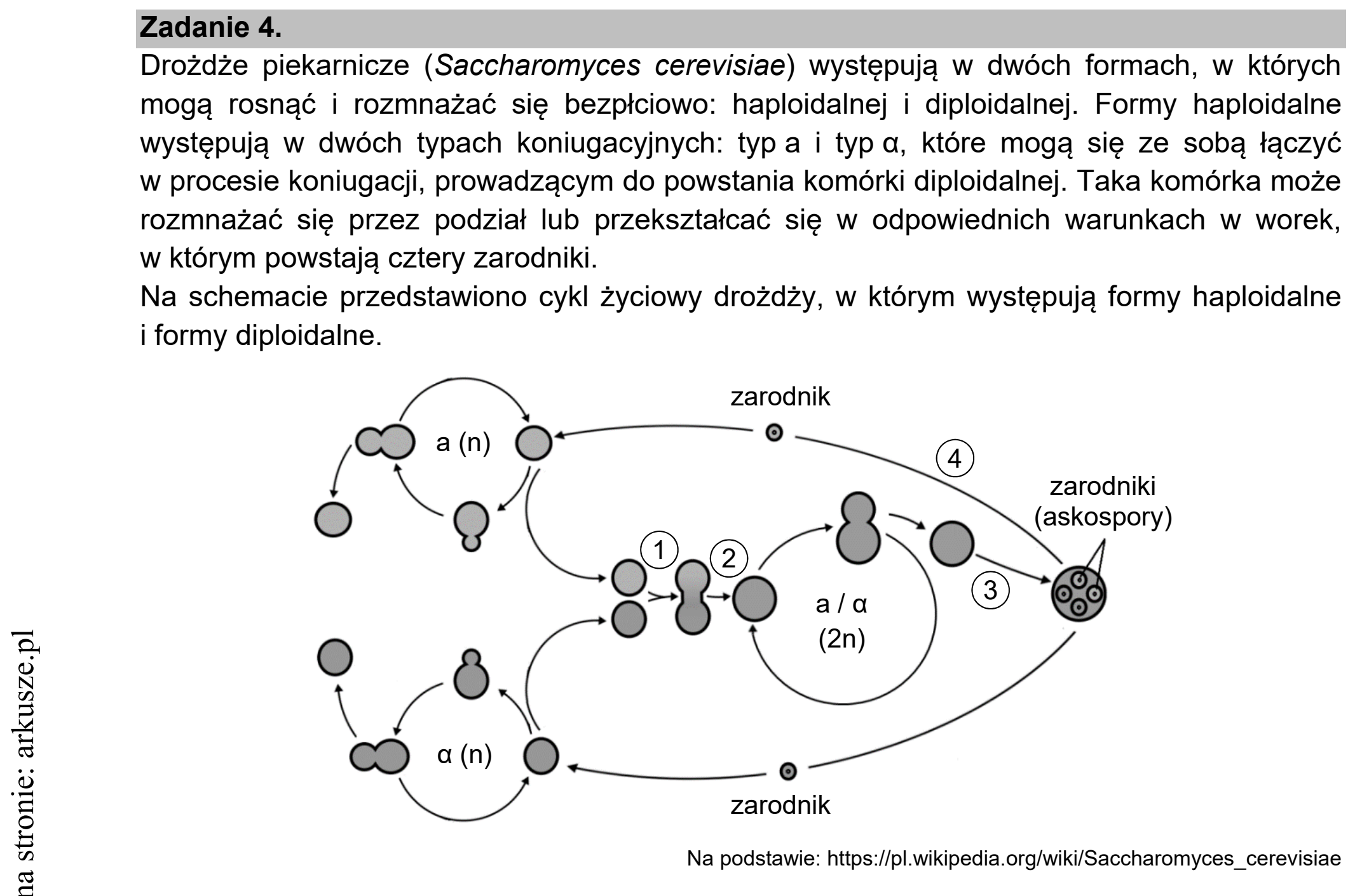 Matura dodatkowa, czerwiec 2021, wstęp zadania 4