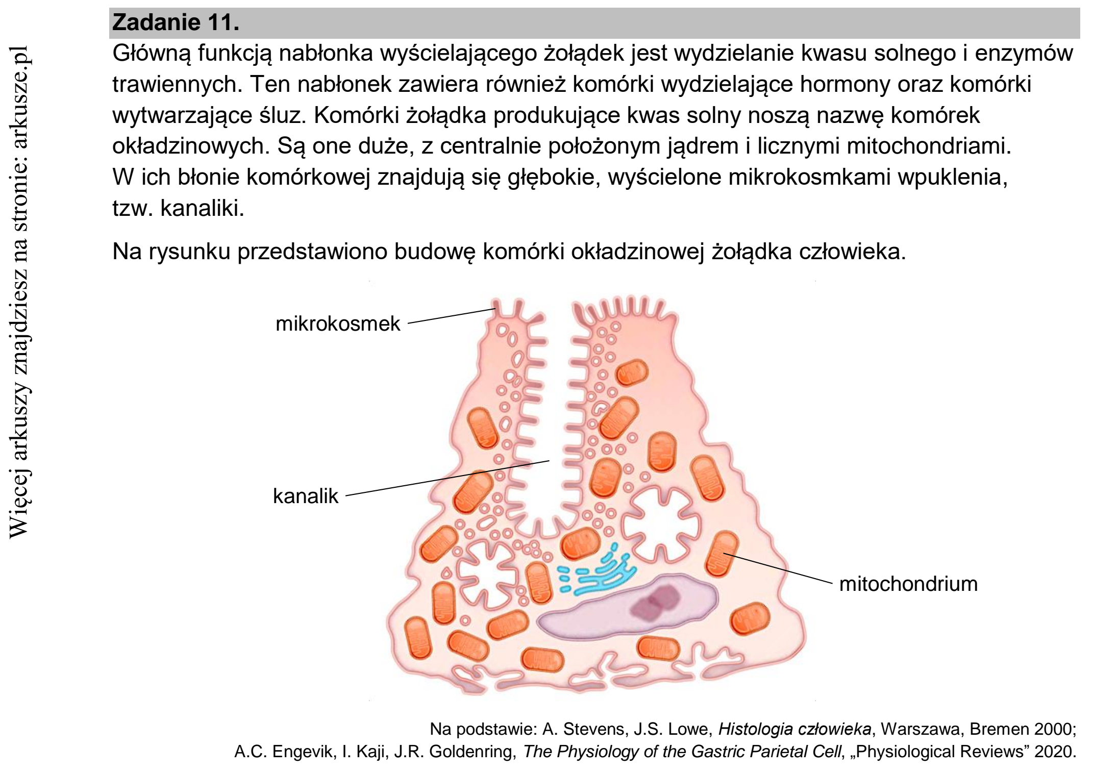Matura dodatkowa, czerwiec 2022, wstęp zadania 11