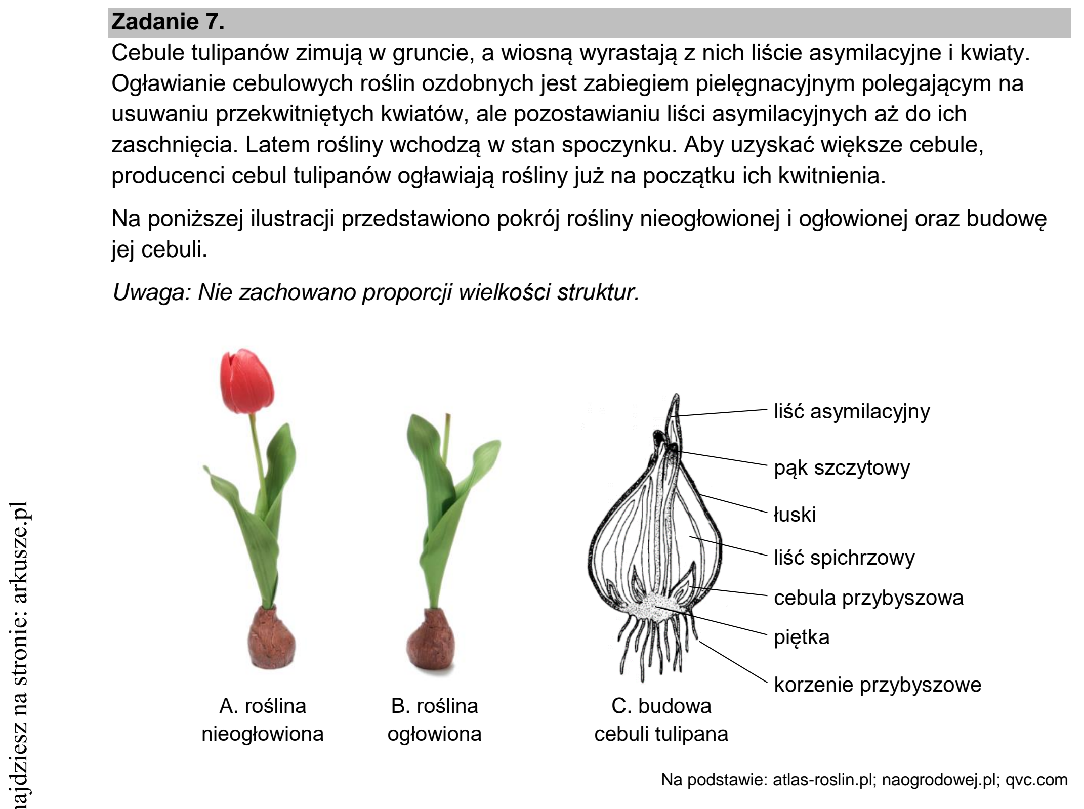 Matura dodatkowa, czerwiec 2022, wstęp zadania 7