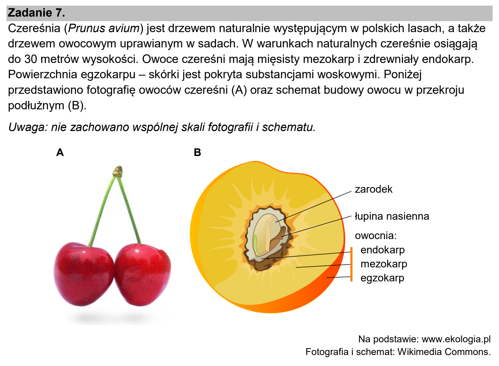 Matura dodatkowa, czerwiec 2024, wstęp zadania 7