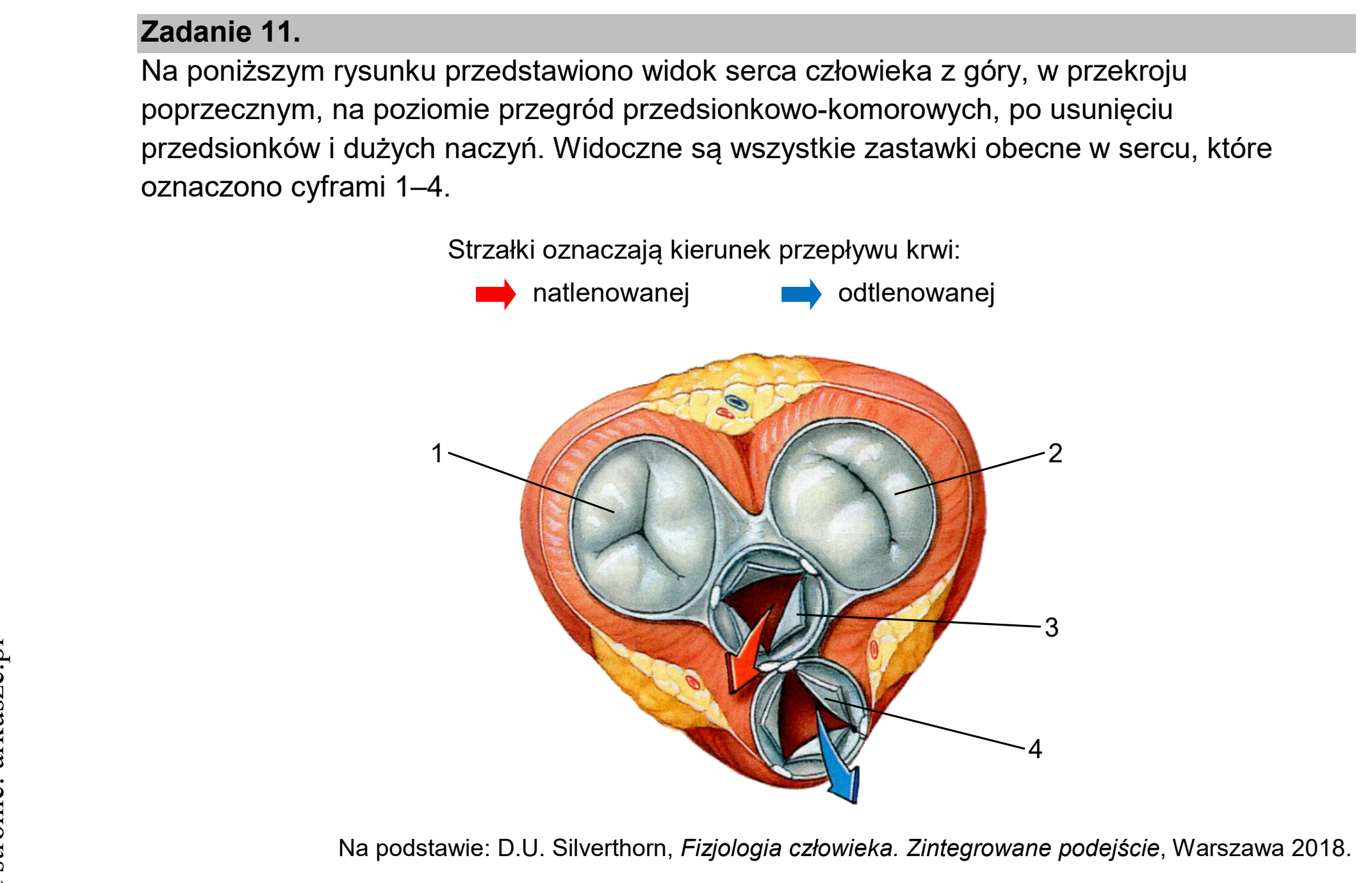 Matura dodatkowa, czerwiec 2025, wstęp zadania 11