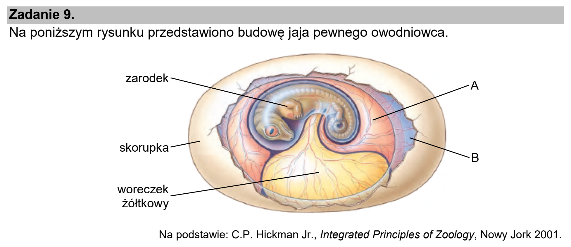 Matura dodatkowa, czerwiec 2025, wstęp zadania 9