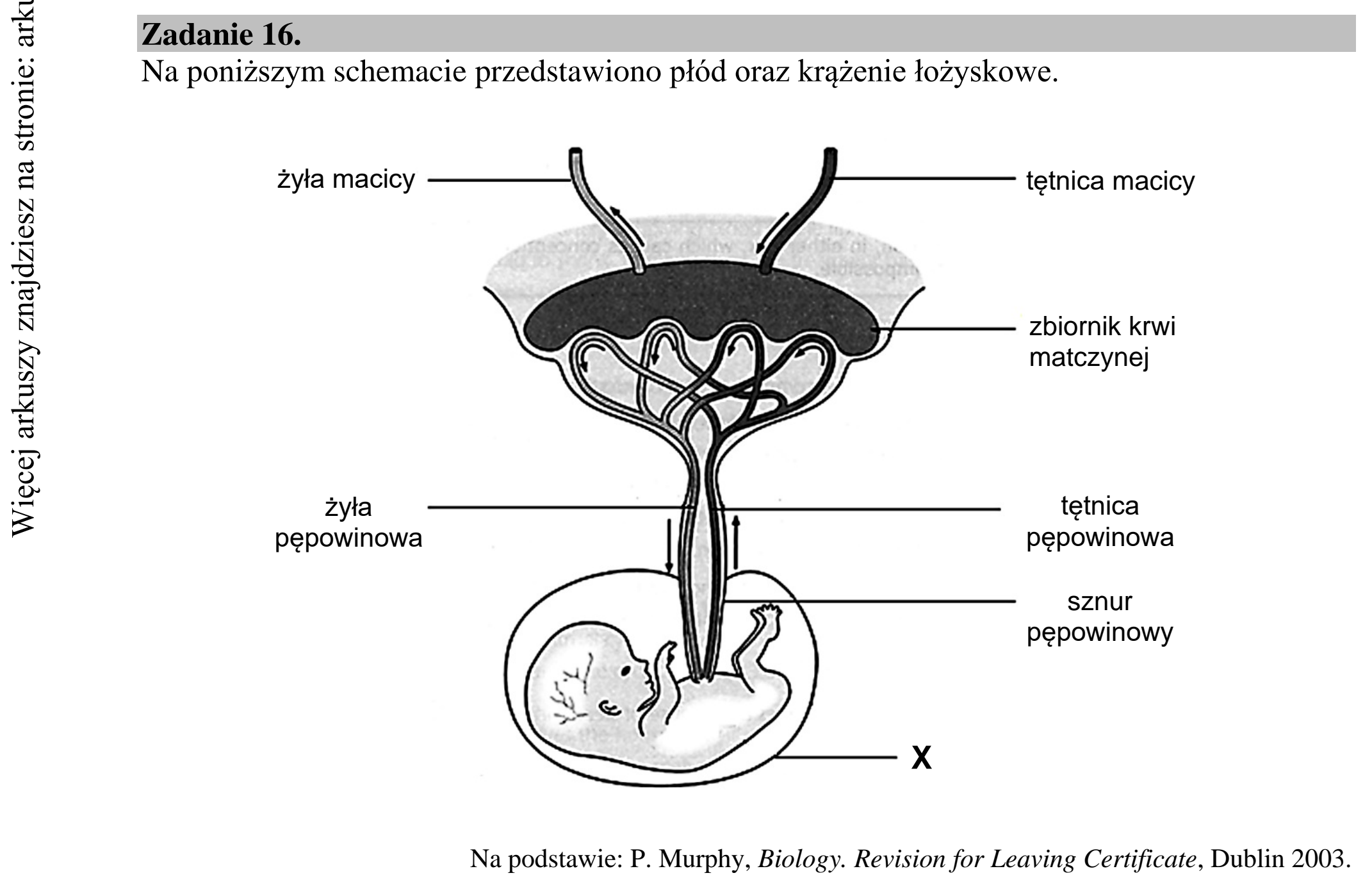 Matura dodatkowa, lipiec 2020, wstęp zadania 16