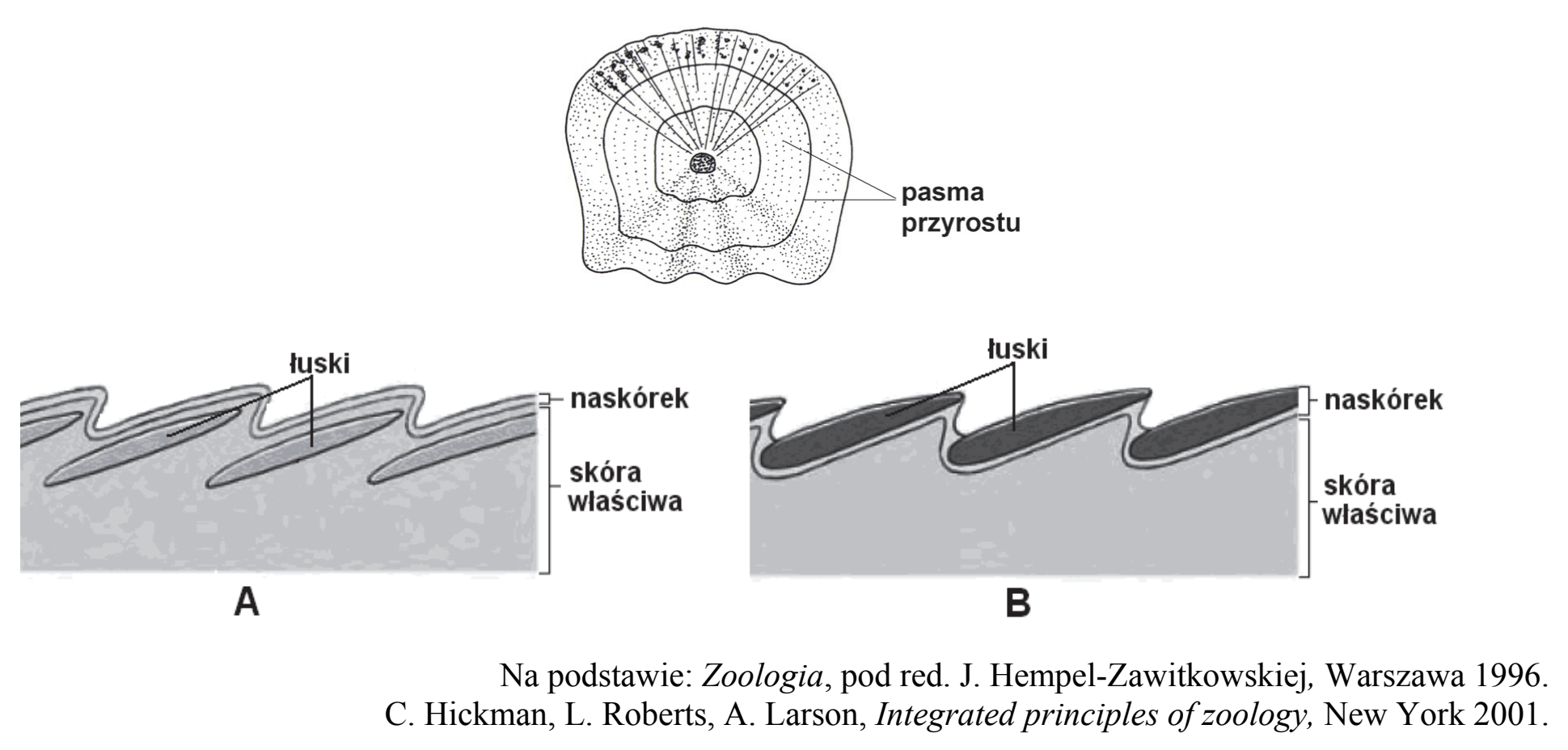 Matura, maj 2016, wstęp zadania 9, fragment 2