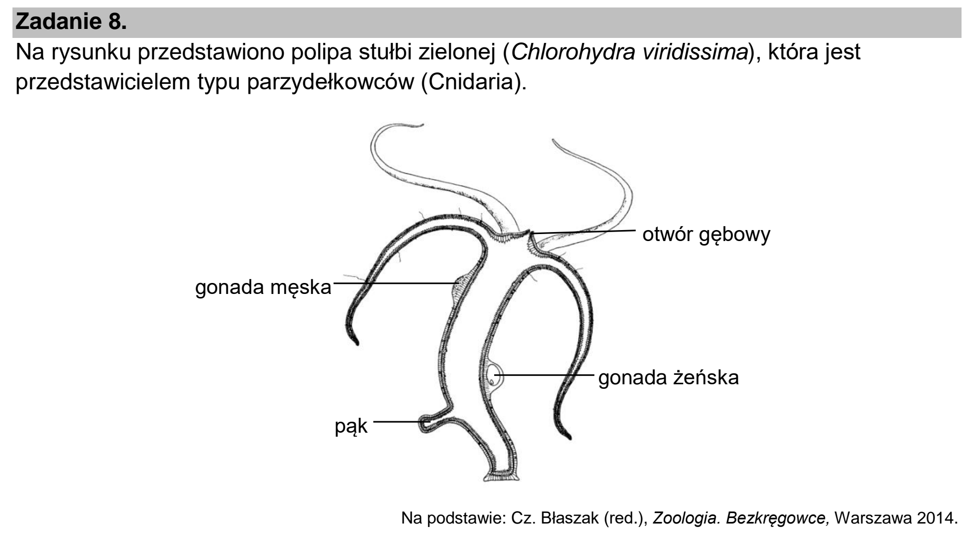 Matura, maj 2023, wstęp zadania 8