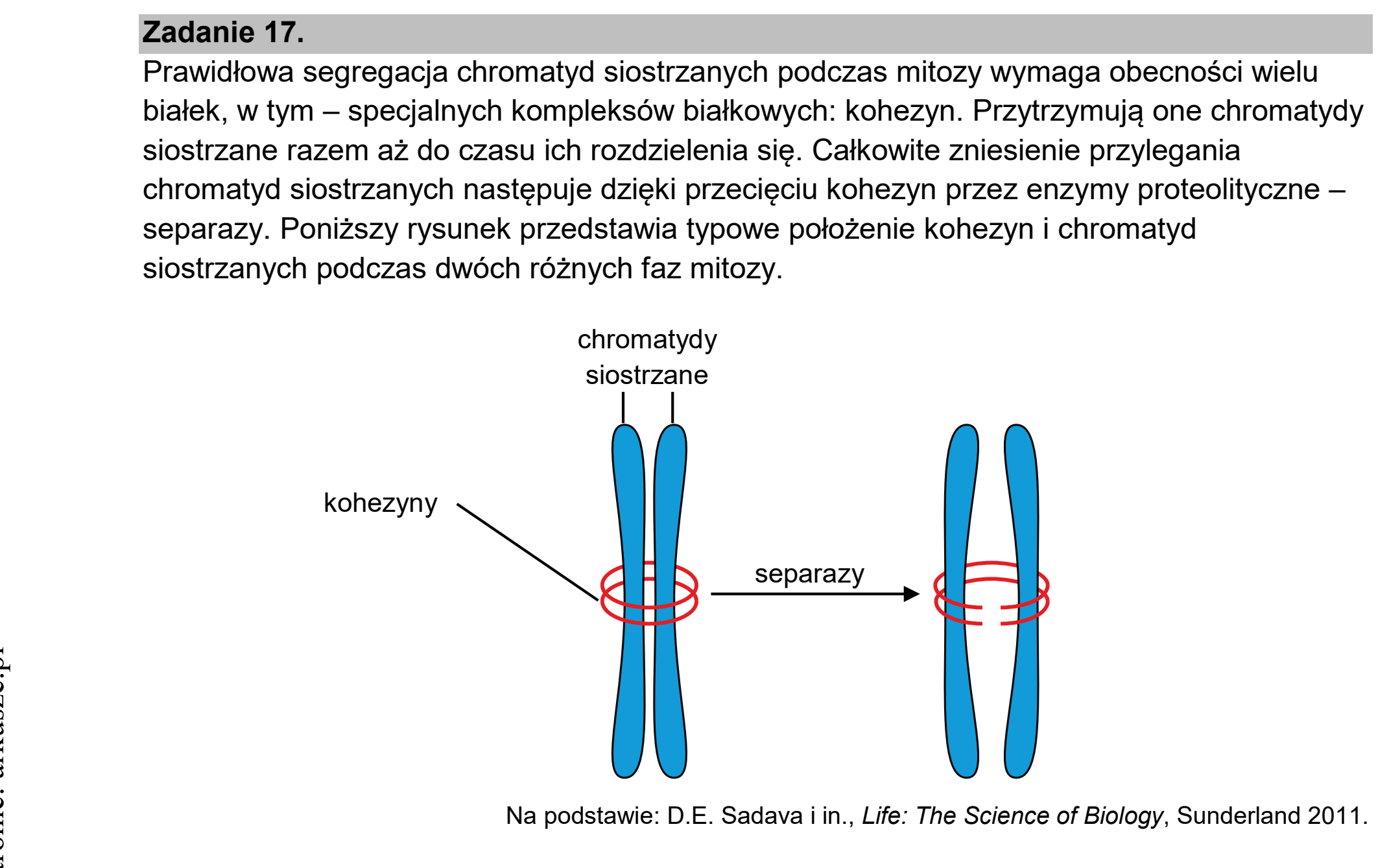 Matura, maj 2026, wstęp zadania 17
