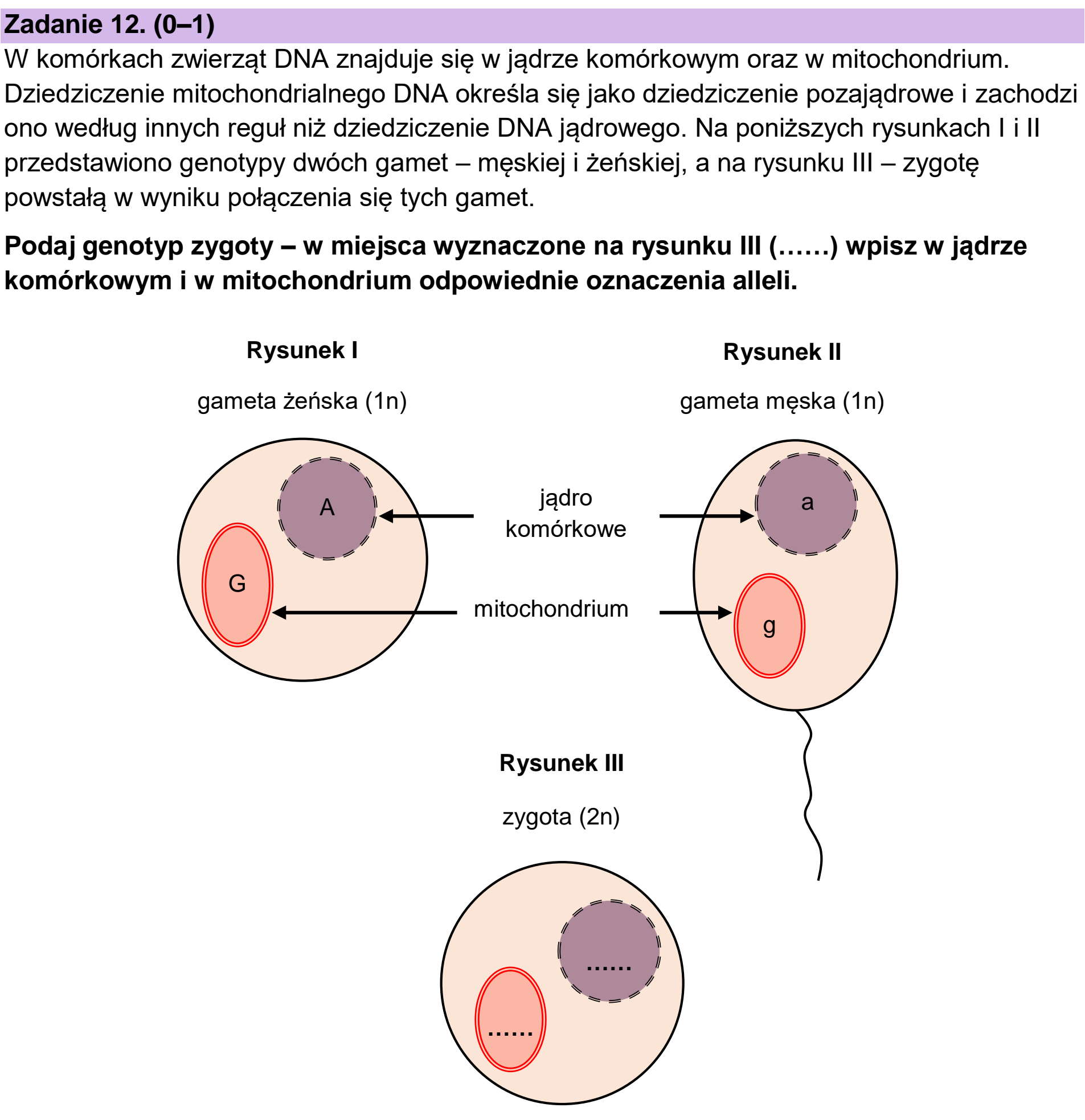 Matura dodatkowa, czerwiec 2023, podgląd zadania 12
