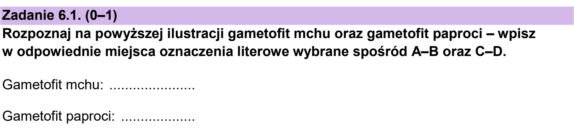 Matura dodatkowa, czerwiec 2024, zadanie 6.1