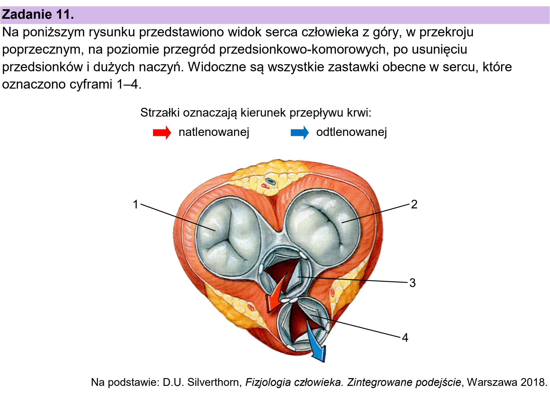 Matura dodatkowa, czerwiec 2025, wstęp zadania 11