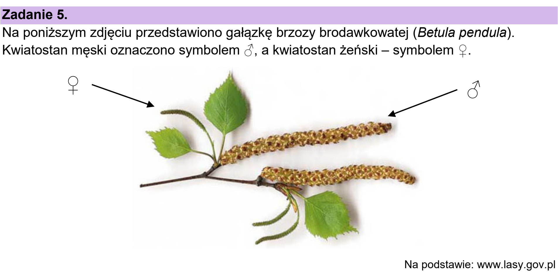 Matura próbna, grudzien 2024, wstęp zadania 5